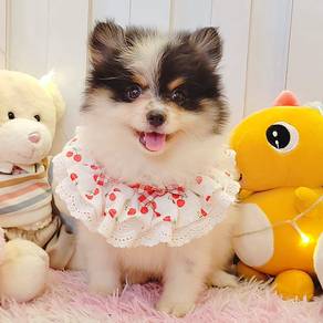 Pomeranian