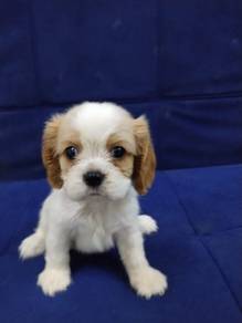 high quality King Charles 