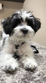 Furbaby Shihpoo Round Eyes Puppy Dog