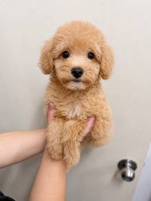 Mini Poodle