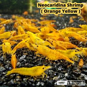 Homebreed Shrimp (Neocaridina/Cherry Shrimp)