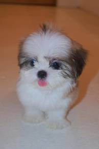 E20 Little Shih Tzu Dog
