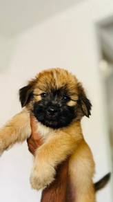 Shih poo