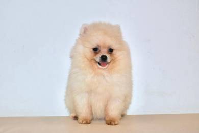 v13 Cute Pomeranian Puppy