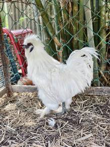 Ayam Sutera