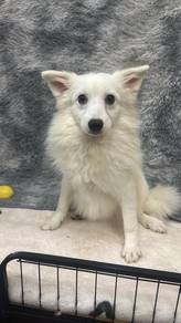 Japanese Spitz (Not pomeranian not samoyed)