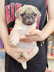 Pug