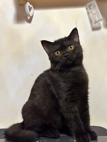 BSH Mix Kitten