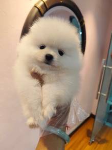米白博美 Pomeranian female 💕