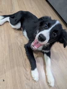 6-Month-Old Male Border Collie Puppy, 6个月大公边境牧羊犬