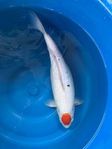 Tacho Showa Koi Fish (Japan Import) 35cm/13.7 inch