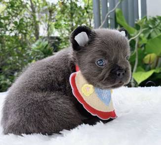 FRENCH BULLDOG PUPPIES 🌻VIP114 Long Fur / Boy