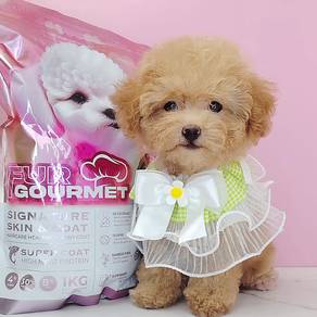 Toy Poodle