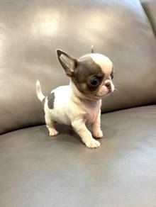 Chihuahua ~11