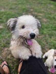 Puppy