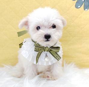 Maltipoo