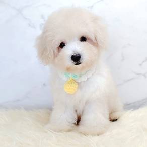 Maltipoo