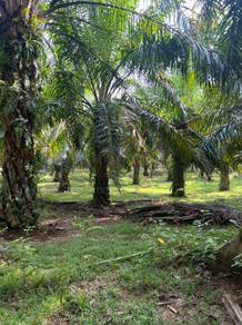Agricultural Land in Dungun, TRG