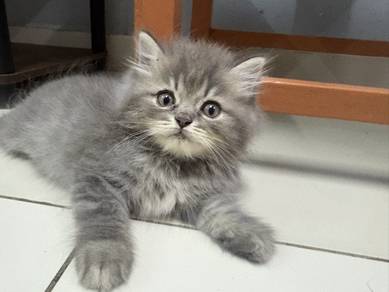 kitten parsi utk rehome