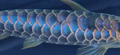 24k arowana