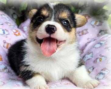 CORGI PUPPIES C138 Available Male & Female