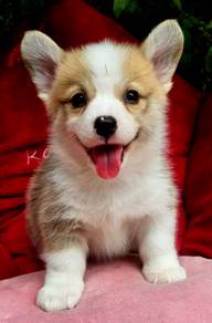 CORGI PUPPIES C149 Available Male & Female