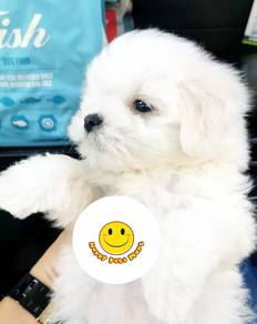 JKL3000 Tiny Maltese white haired awesome puppy