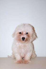 J0656 Poochon Adorable Soft Coat Baby Puppy