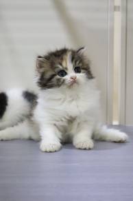 British Longhair calico female