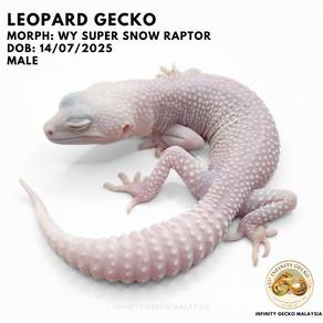 Leopard Gecko Malaysia Wy Super Snow Raptor