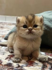 BSH Kitten Purebreed Golden