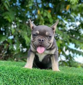 France bulldog 