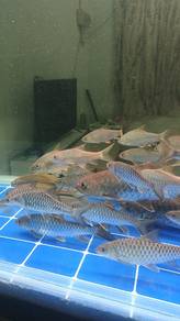 Ikan tengas Sungai tupah dan sedim