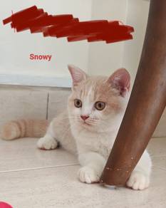 Bsh mix Scottish fold 