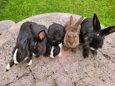 Rabbit cute 2 month❤️❤️❤️
