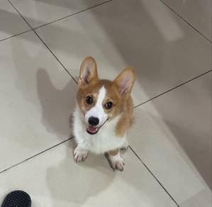 Corgi for Rehoming 🐶