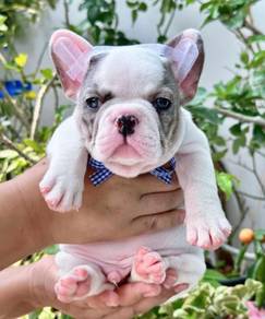 FRENCH BULLDOG PUPPIES 🌻S147 Charming Boy~Girl