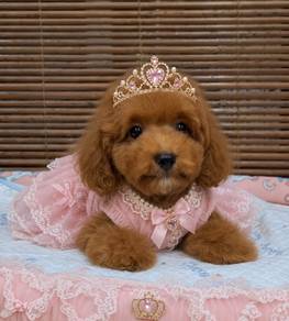 Toy Poodle Puppy 🐩  🐩 🐩 1188
