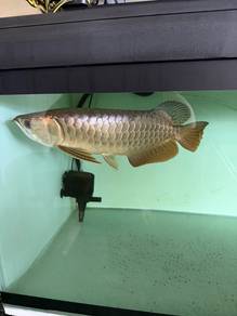 arowana malaysian golden