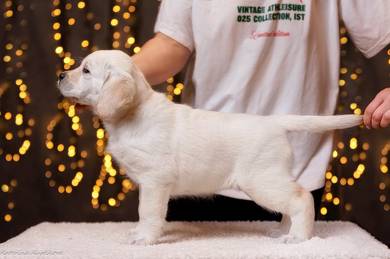 Labrador retriever o