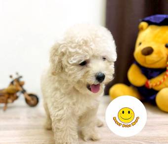 pp5500 Tiny Poodle cute cute famaily puppy