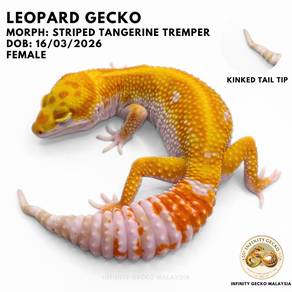 Leopard Gecko Malaysia Stripe Tangerine Tremper JB