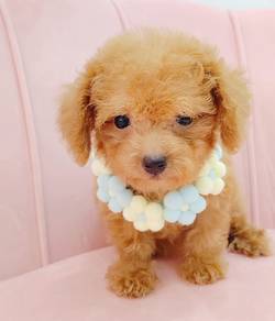 Poodle