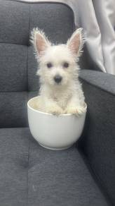 Pure West Highland White Terrier (PM1) 纯种标准刚毛西高地