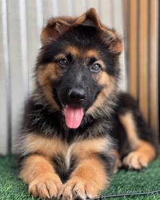German Shepherd High Quality Female