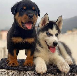 Rottweiler & husky