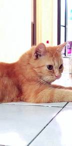 Persian Semiflat mix kitten