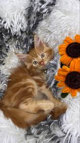 Mainecoon Kitten