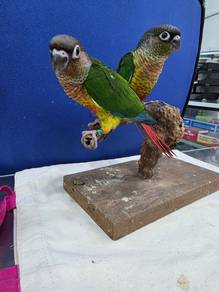 Burung green cheek conure