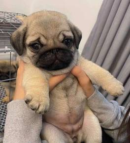 Pug